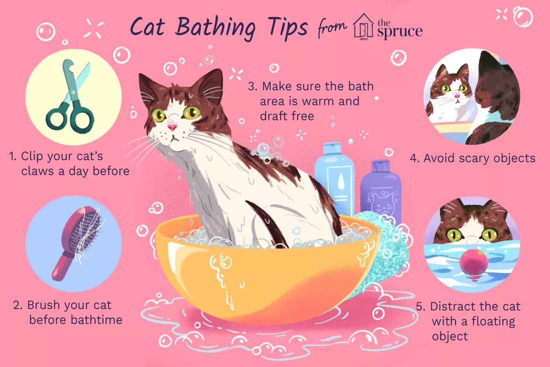 Cat Bathing Tips