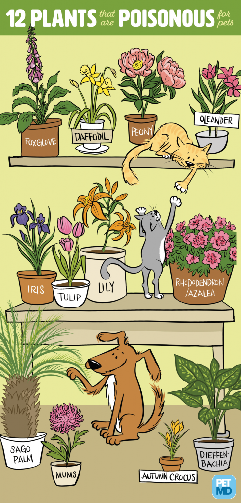 8 Safe Plants For Cats To Chew And Eat